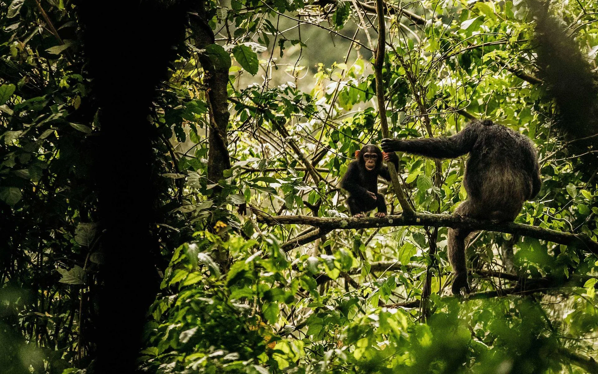Guests trek into Nyungwe Forest National Park to track wild chimpanzees, steps from the resort.