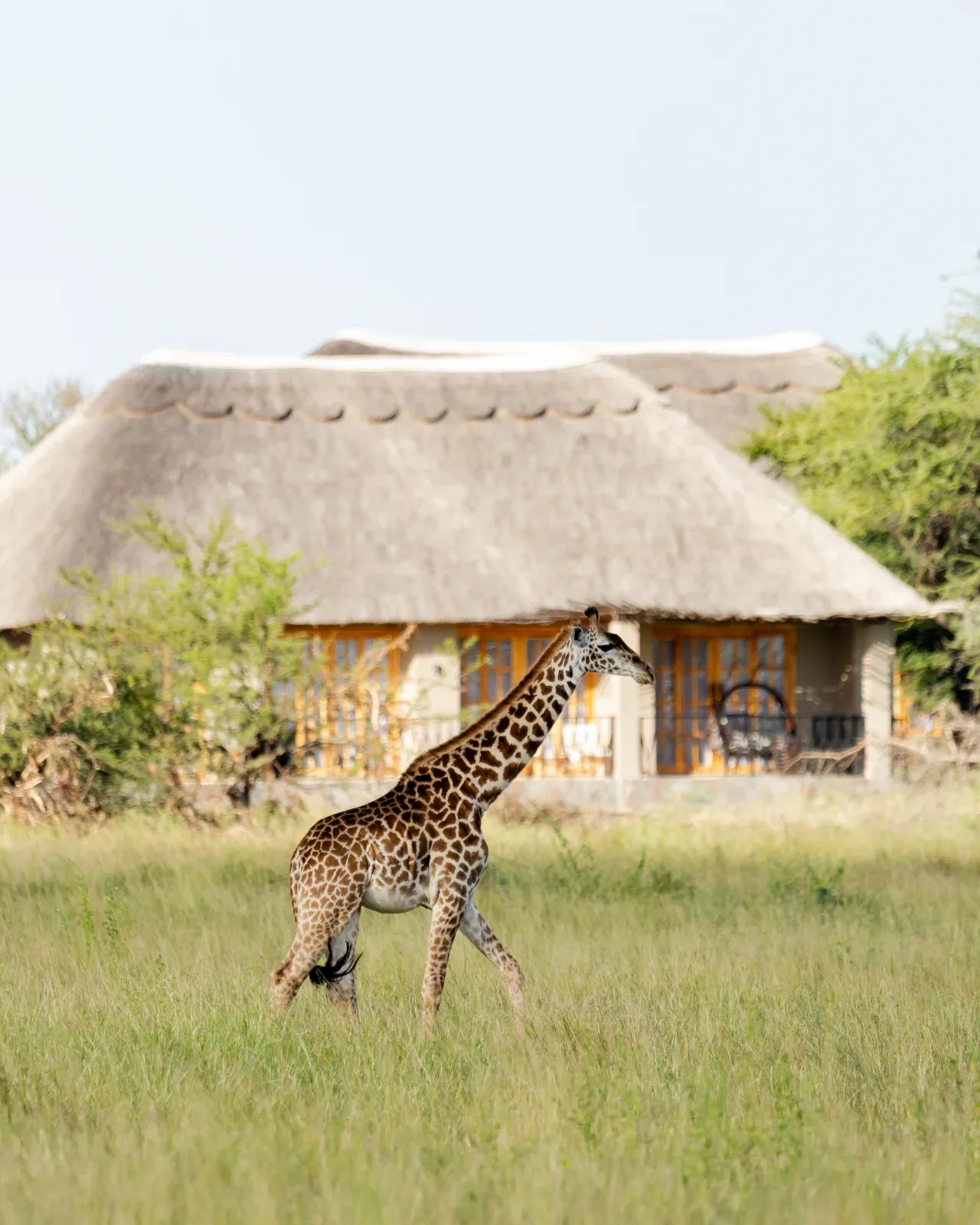 Wildlife wanders right up to the rooms, a giraffe passes the veranda at dusk.