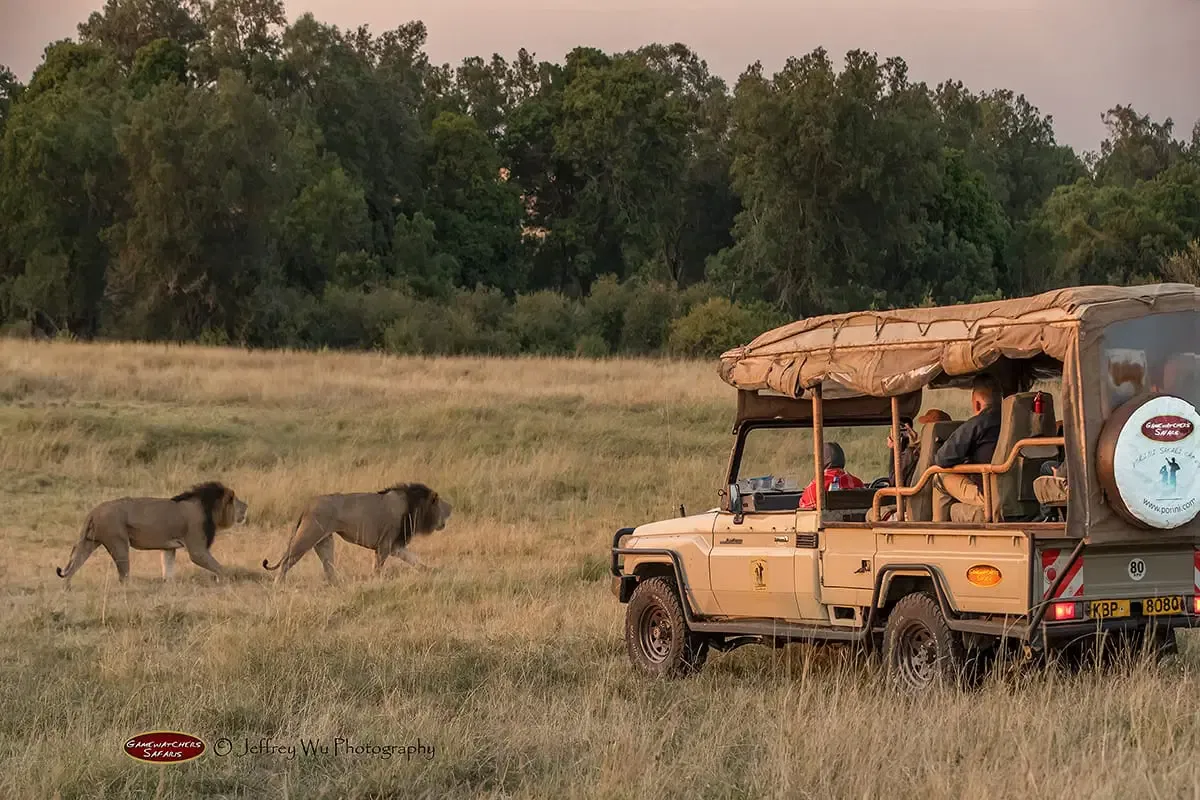 Lion viewing in the conservancy