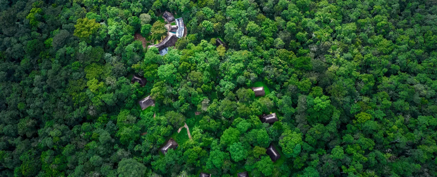 Cottages are scattered through the forest for maximum privacy and immersion in the canopy.