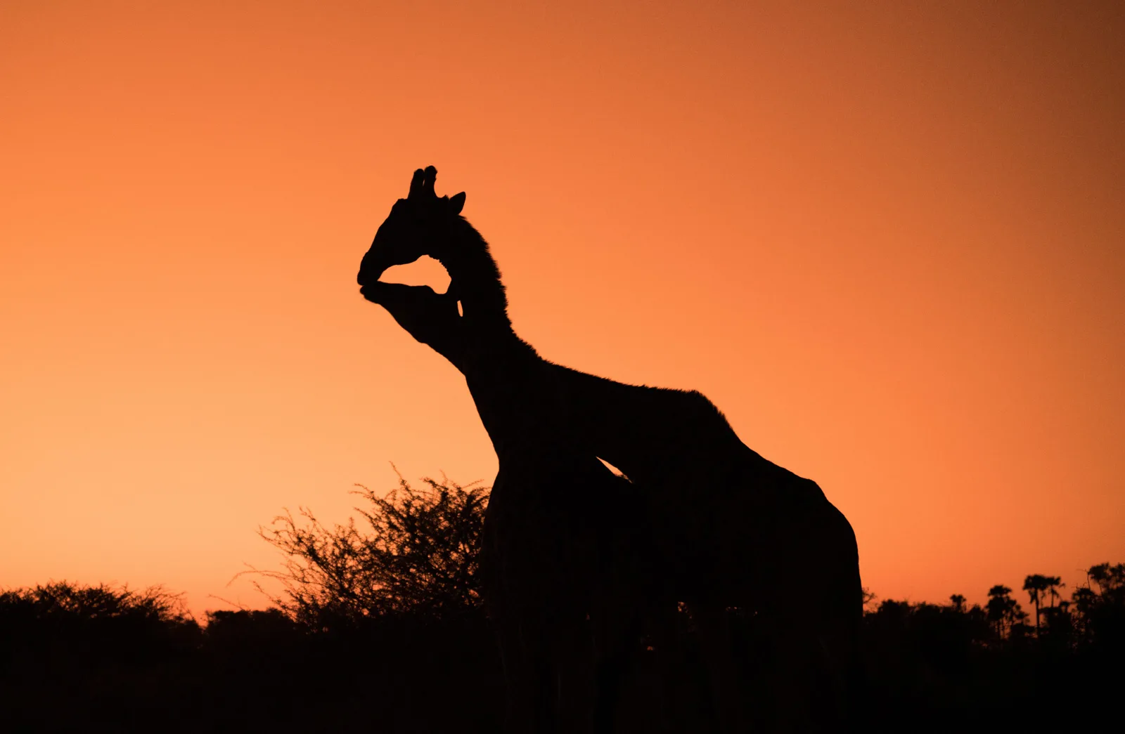 Giraffe at sunset