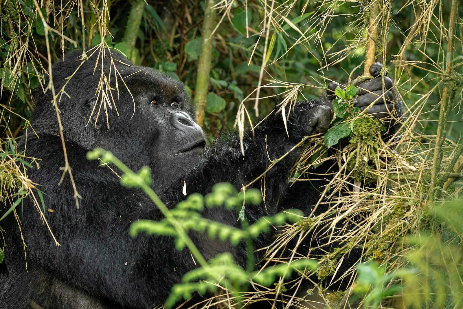 A mountain gorilla encountered on a trek from the lodge, just 3km from park headquarters.