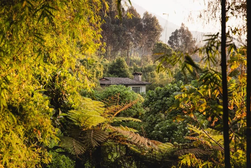 A guest cottage tucked into the surrounding montane forest at sunset.
