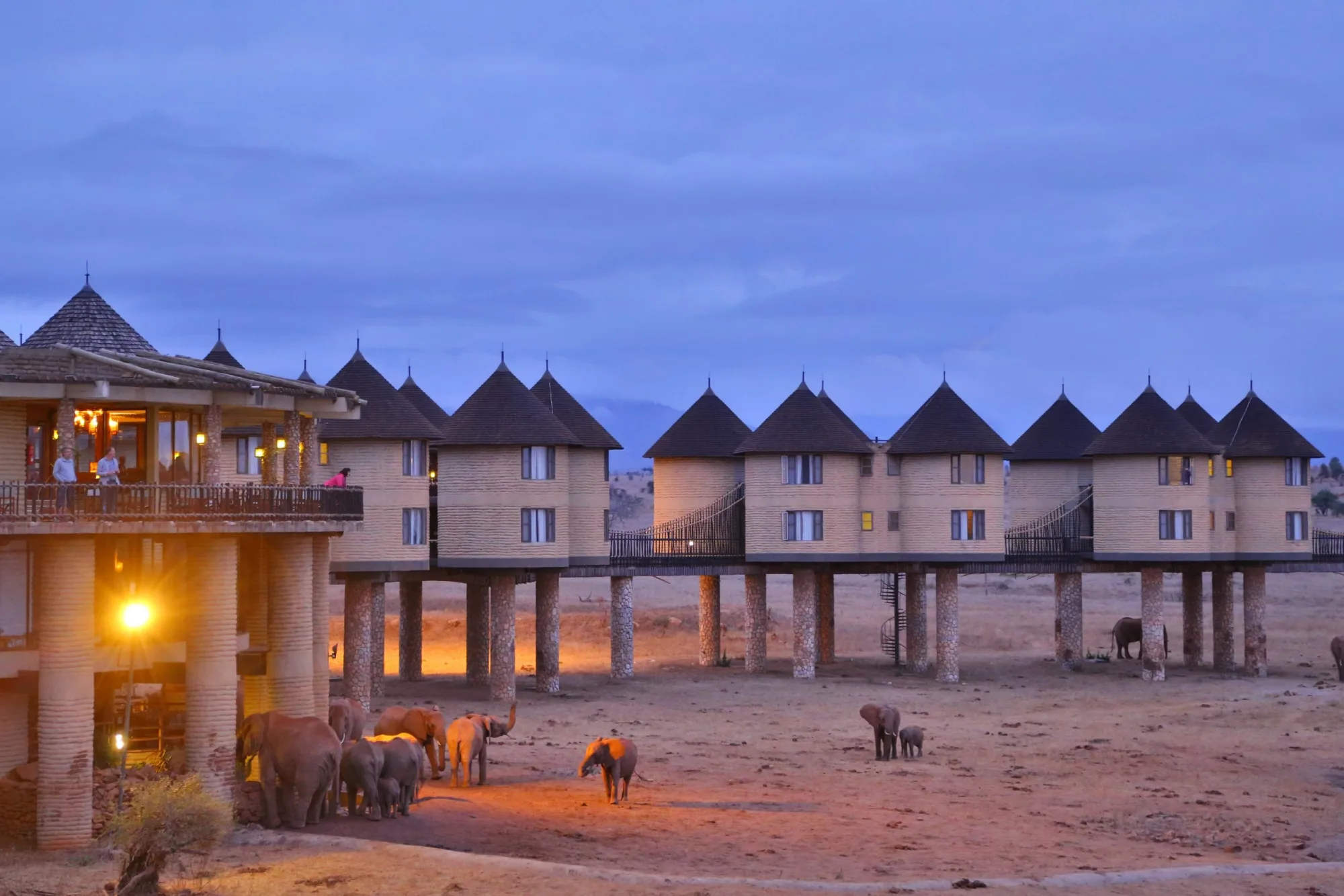 Waterhole wildlife at dusk
