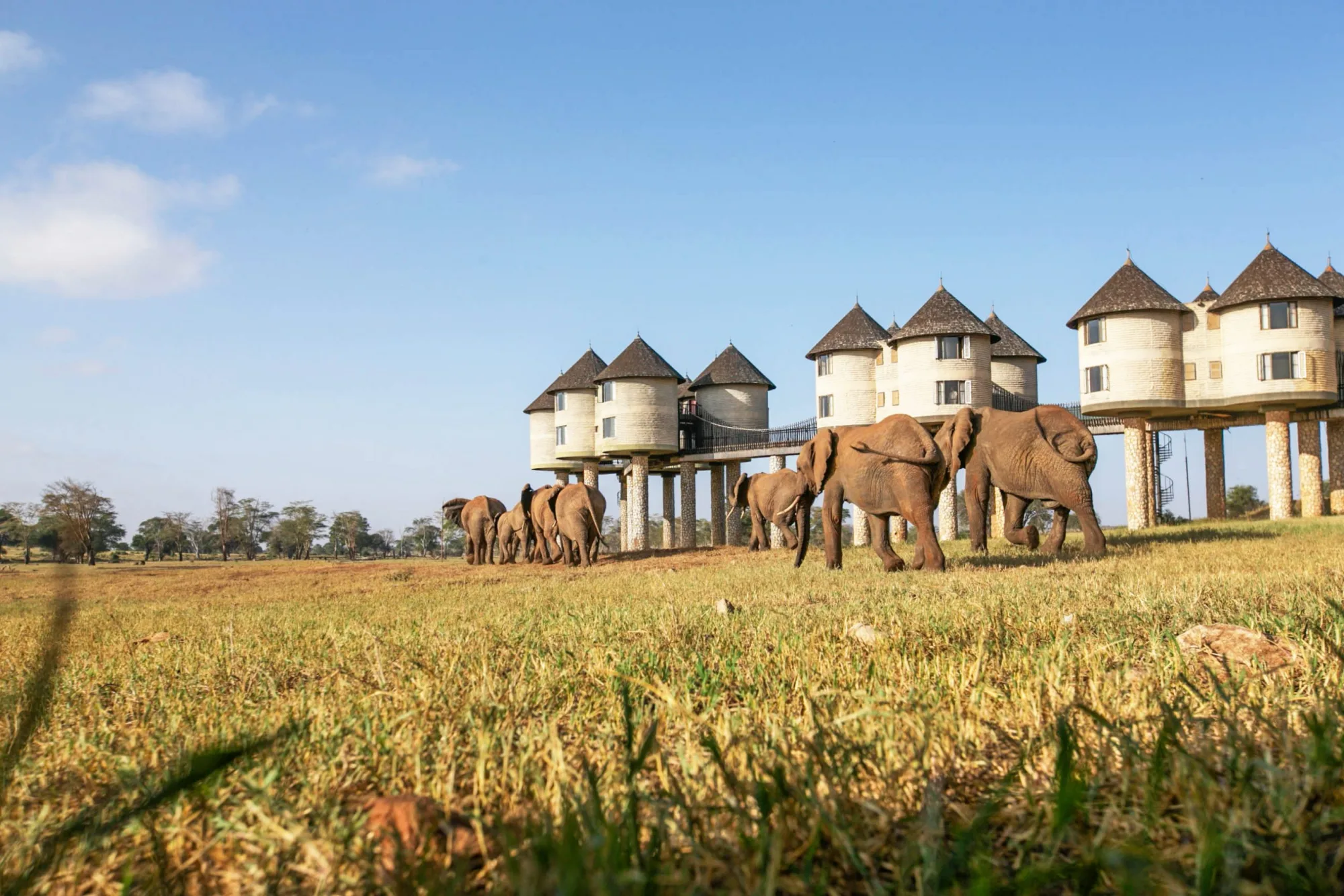 Sanctuary elephant herd