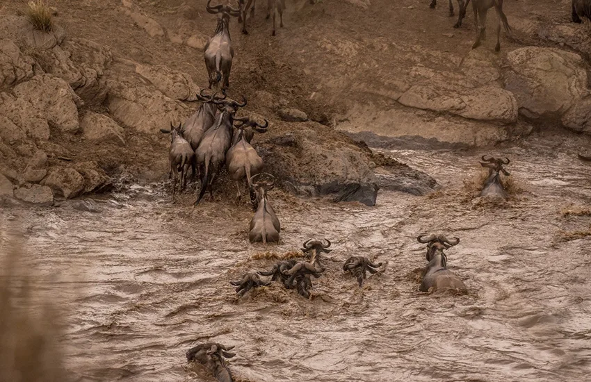 Great Migration river crossing