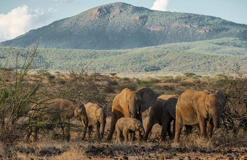Elephants in northern Kenya