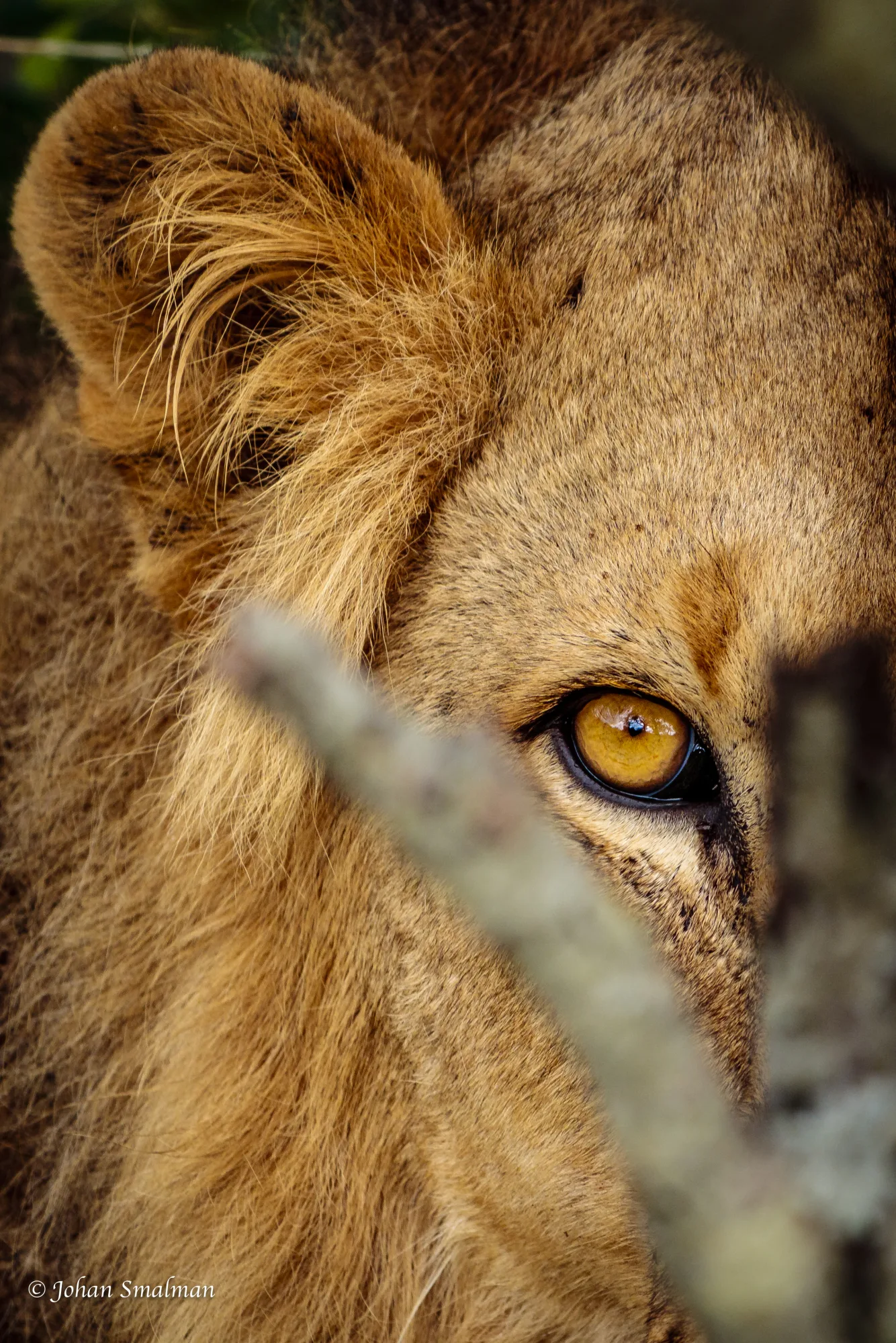 Timbavati wildlife encounter