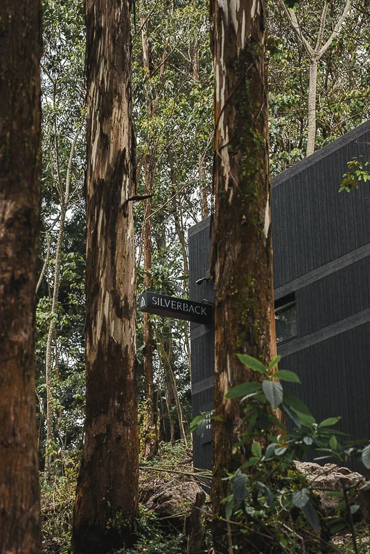 Contemporary lodge buildings above Bwindi