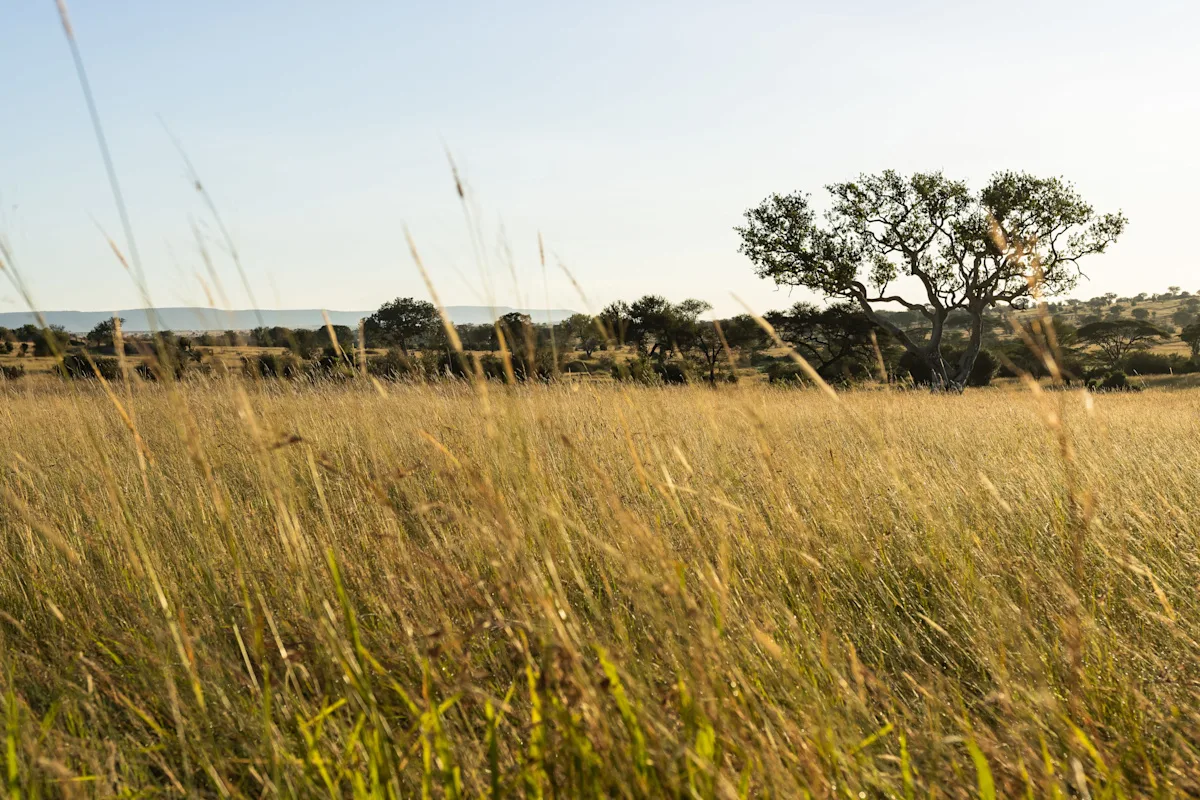 The camp overlooks a dramatic bend on the Mara River, a key migration crossing point.