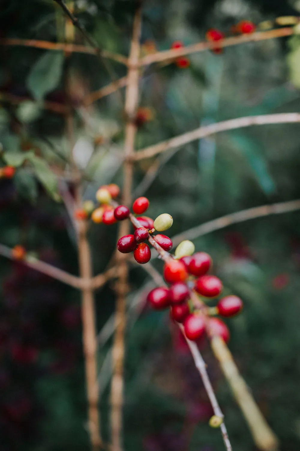 Sipi highlands coffee
