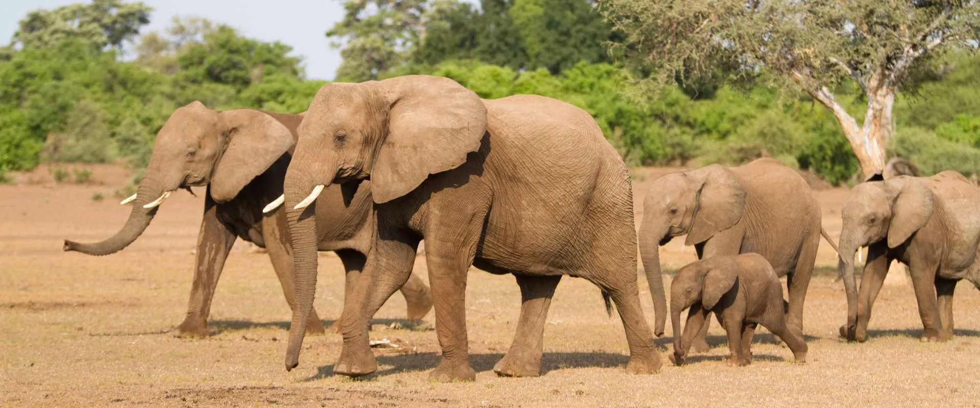 Thornybush elephant herd
