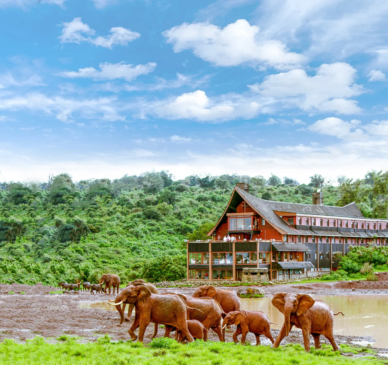 The Ark's iconic silhouette rises above its private waterhole, deep in the Aberdare forest.