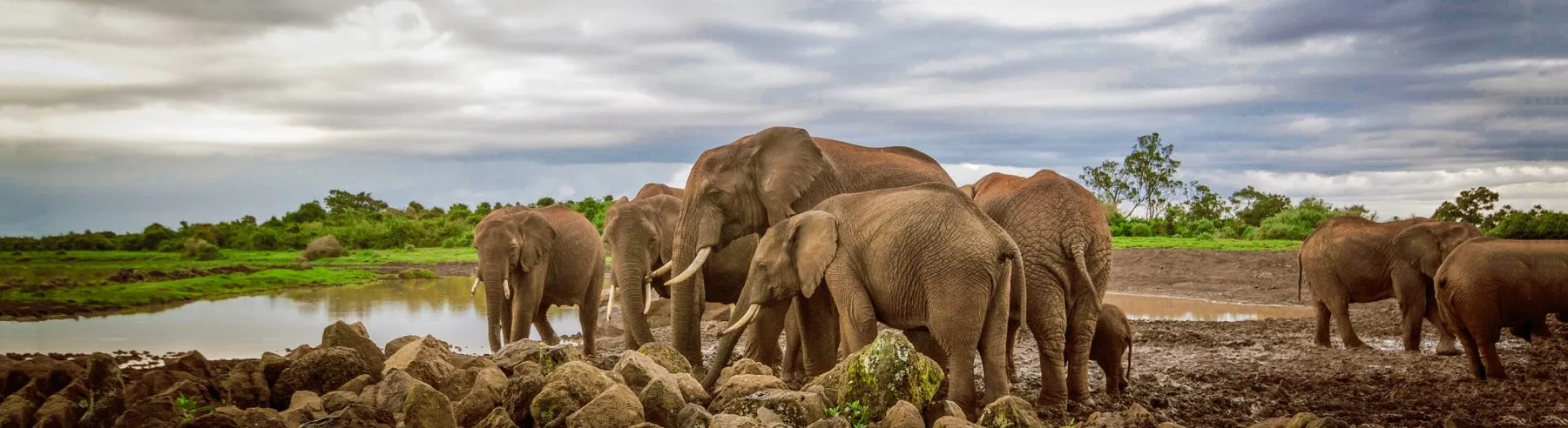 Elephants gather at the salt lick and waterhole The Ark was built to overlook.