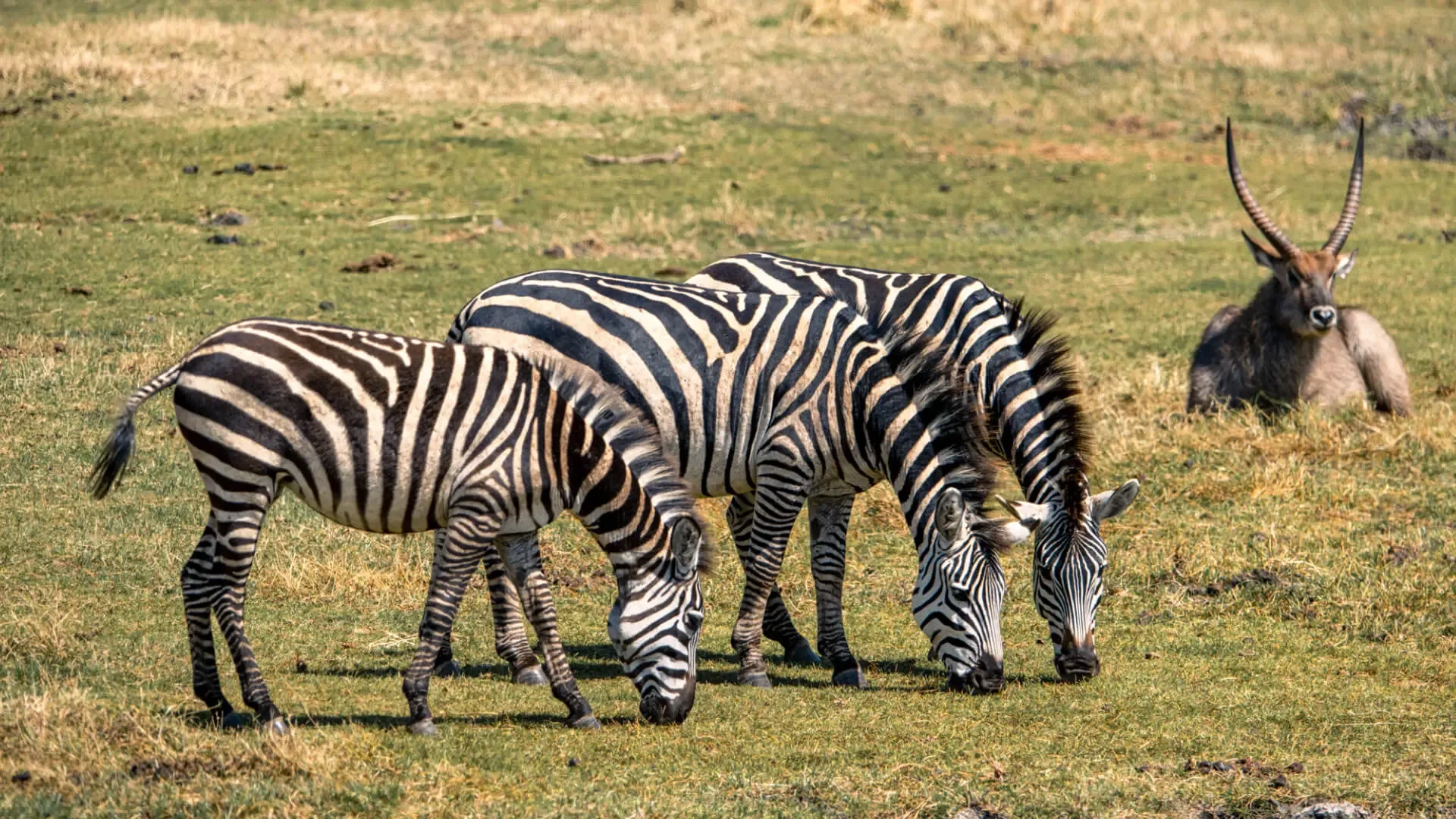 Wildlife roams the highland grasslands surrounding the camp.