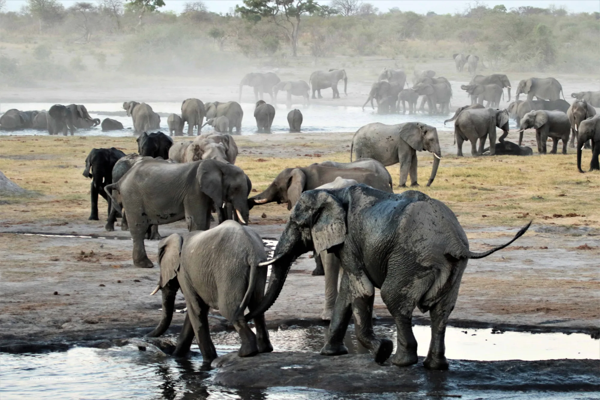 Elephants at a nearby waterhole