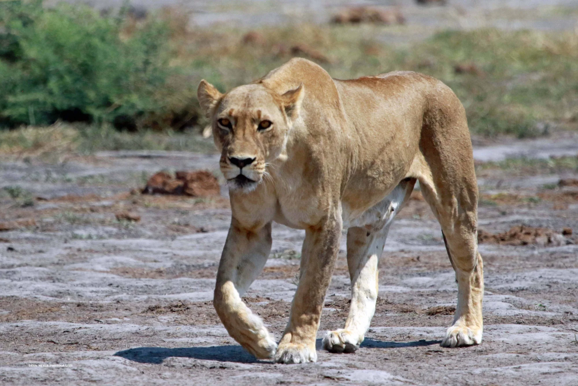 Lioness in the surrounding habitat