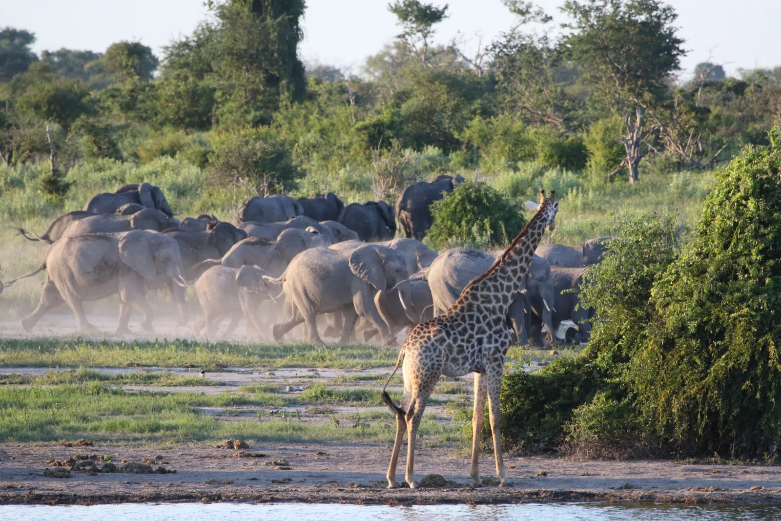 Giraffe and elephants at Barangwe Pan near Thobolo's Bush Lodge