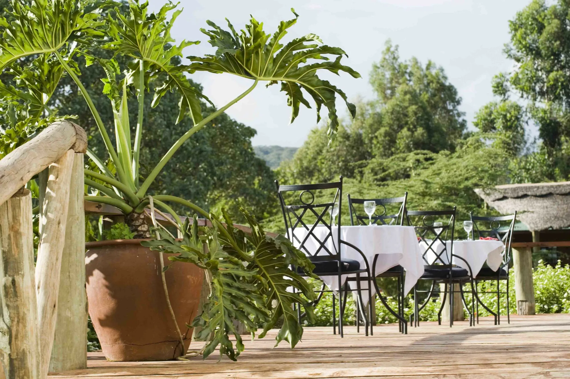 Coffee-farm terrace