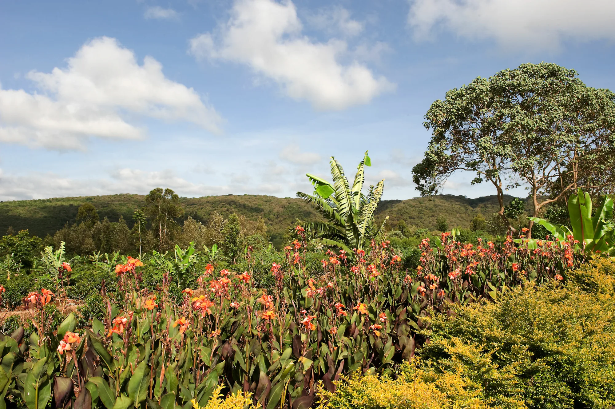 Ngorongoro Highlands gardens