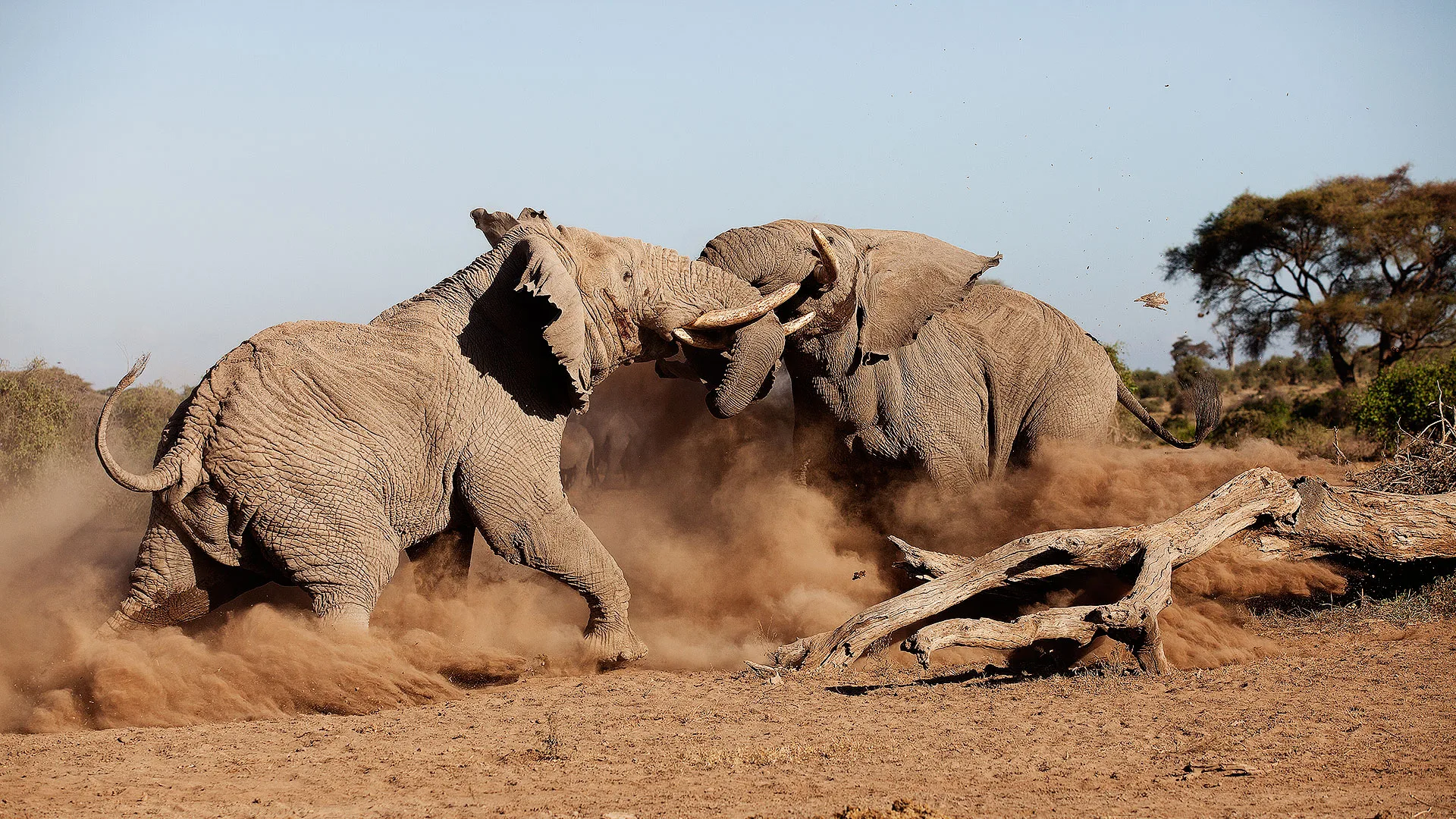 Amboseli's famous elephant herds roam right up to camp.