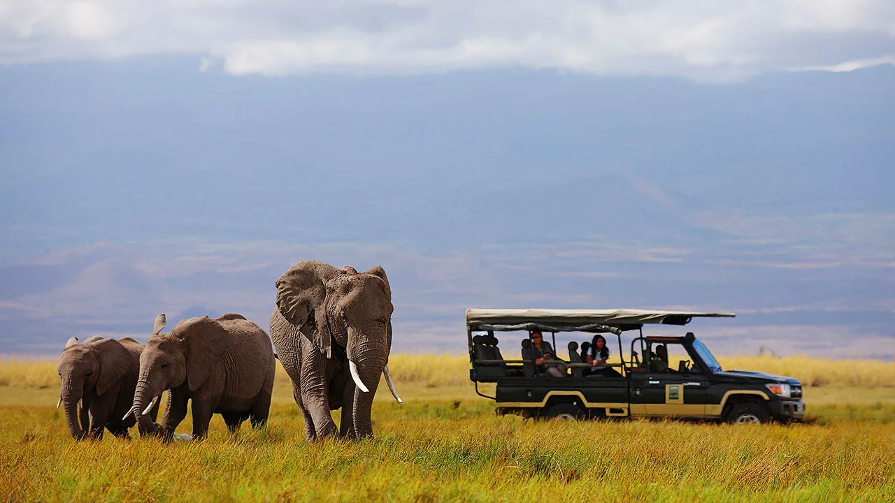 Close, unhurried encounters with Amboseli's habituated elephant herds.
