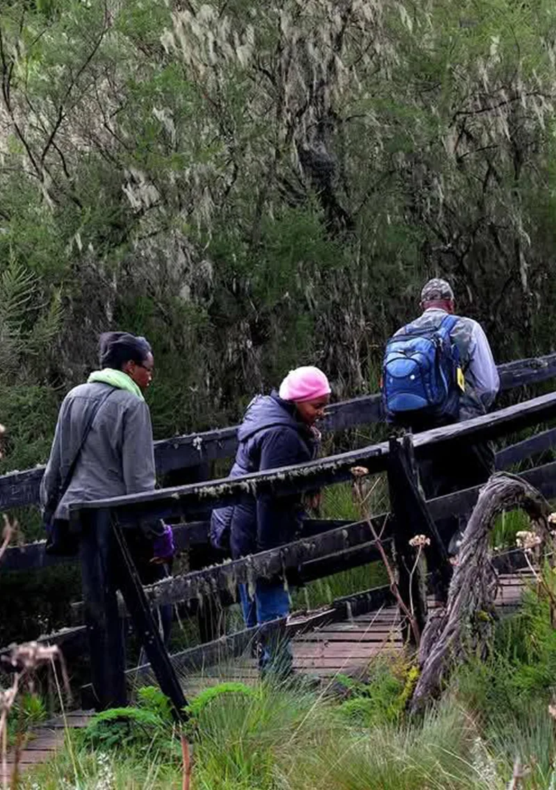 A moss-draped forest boardwalk used for guided nature walks around the lodge.