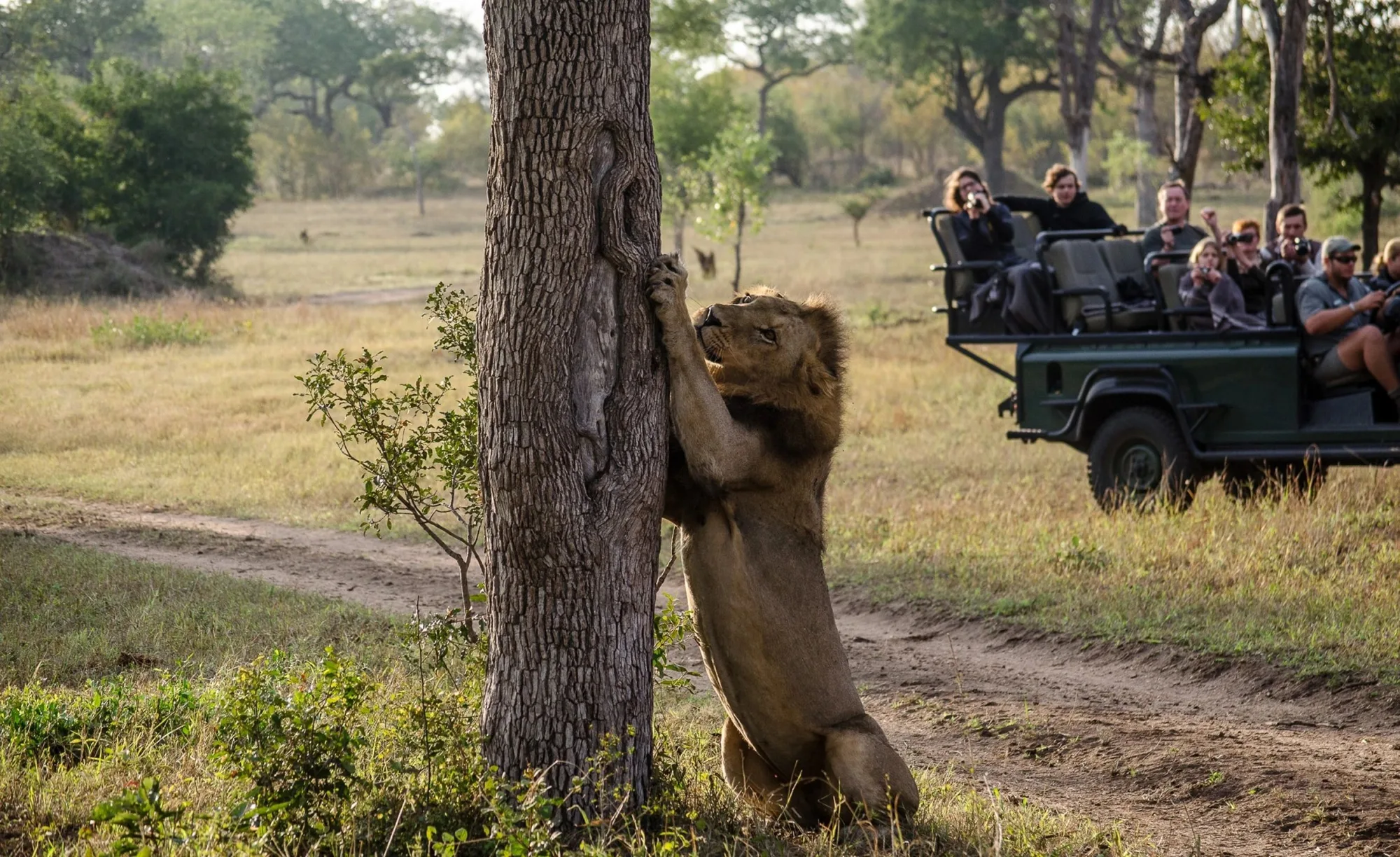 Big Five sightings, like this lion, are a daily occurrence on Umkumbe's unfenced Sabi Sand traverse.