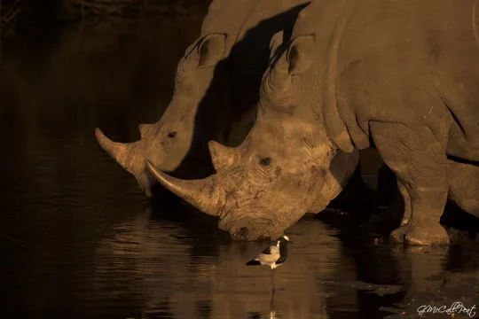 White rhino at a waterhole in the Timbavati Private Nature Reserve