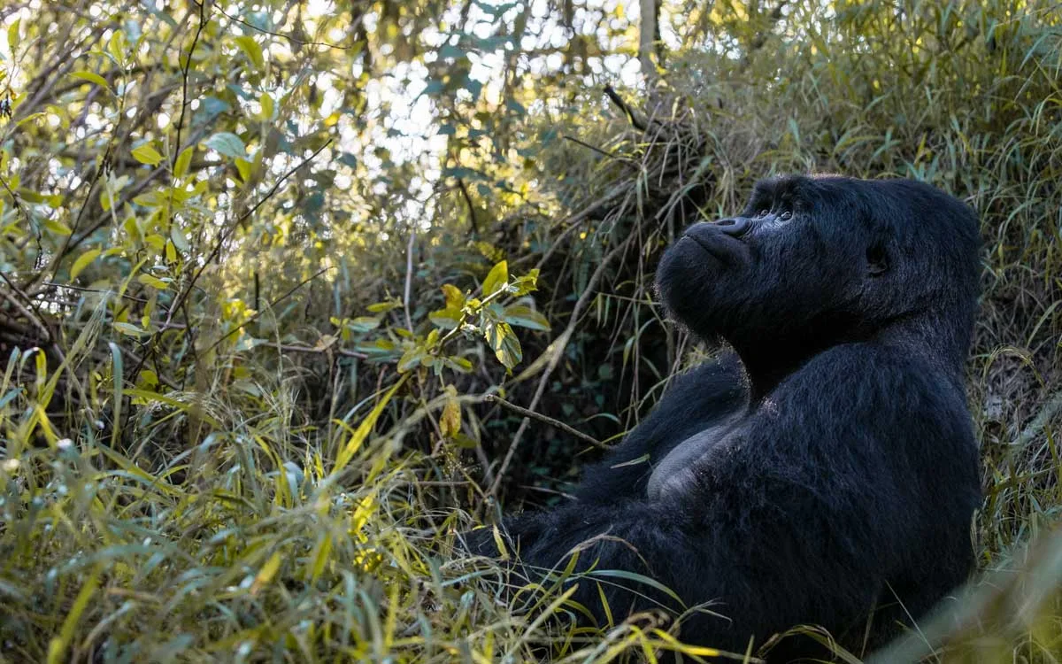 A mountain gorilla in the forest undergrowth, the highlight of a trek from the lodge.