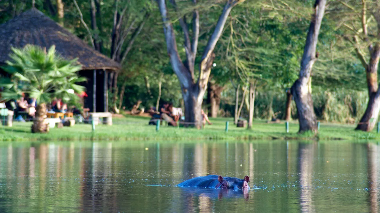Hippos below the camp