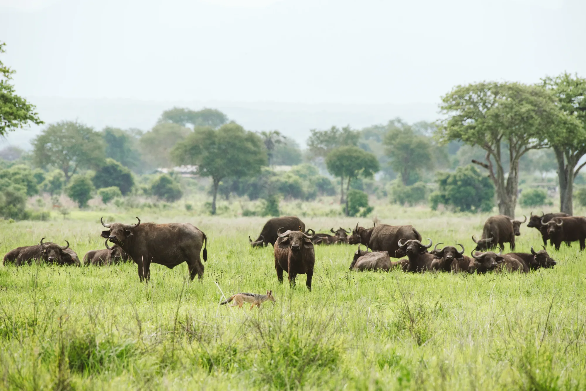 Buffalo on the plains below Vuma Hills