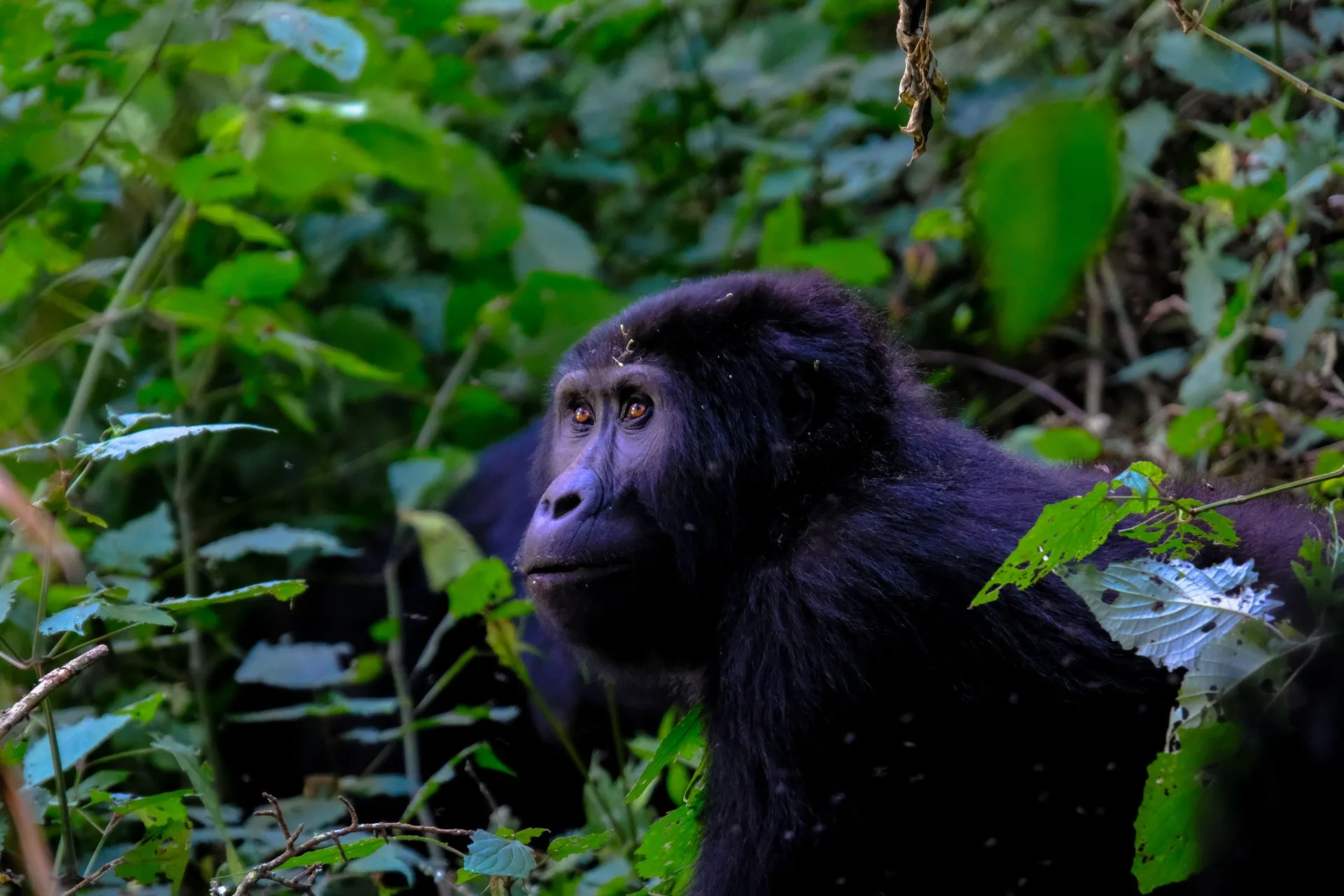 Rwanda