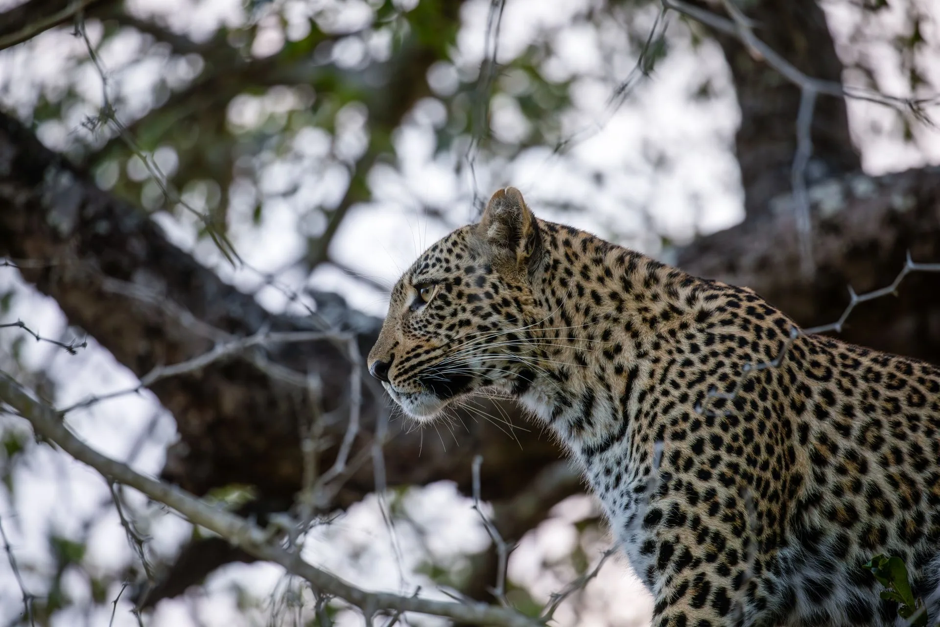 South Africa