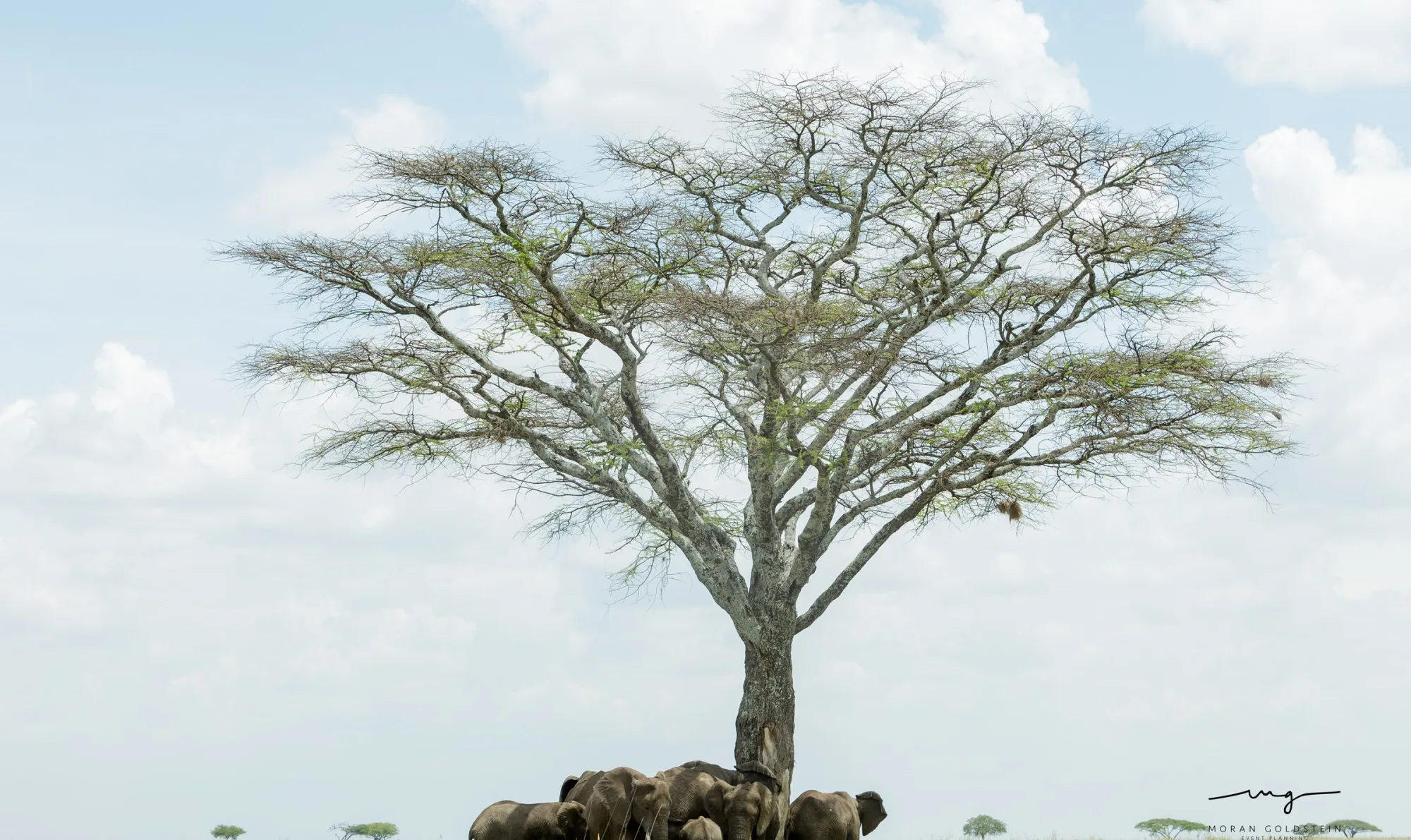 Shade on the savanna