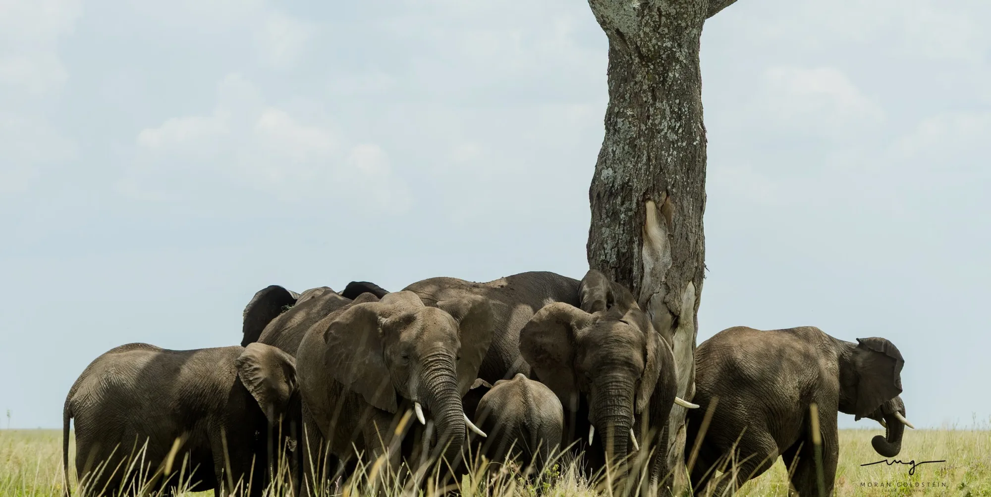 Elephants close up