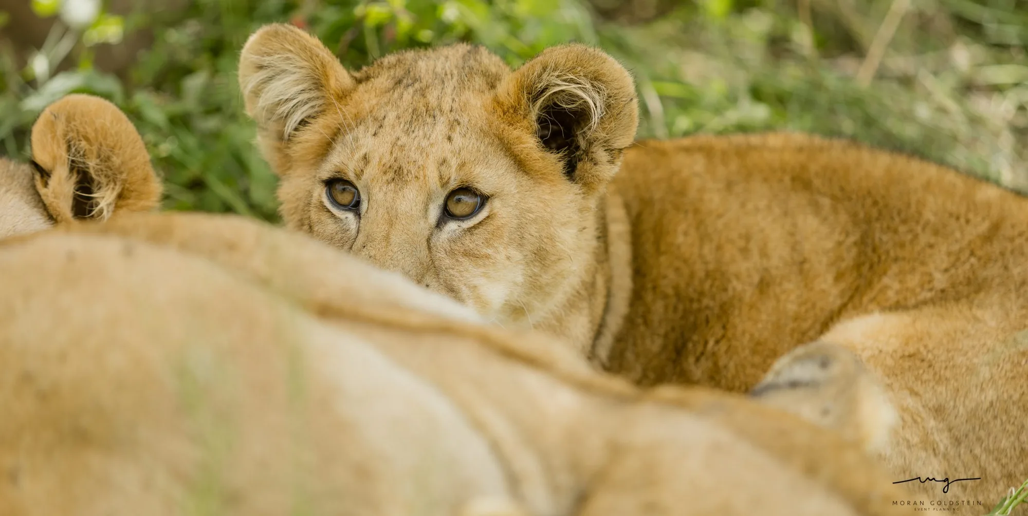 Young lion
