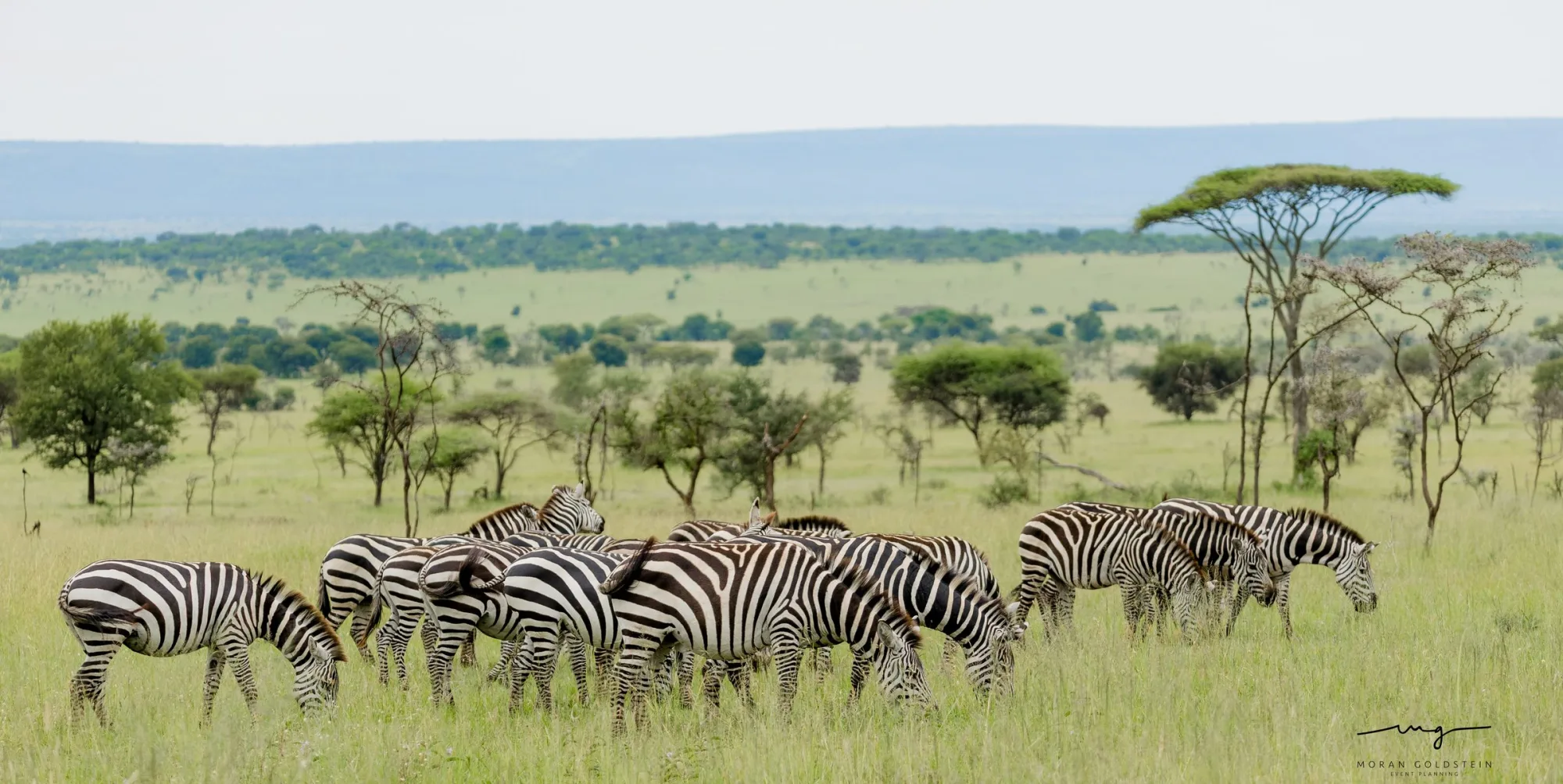 Zebra herd