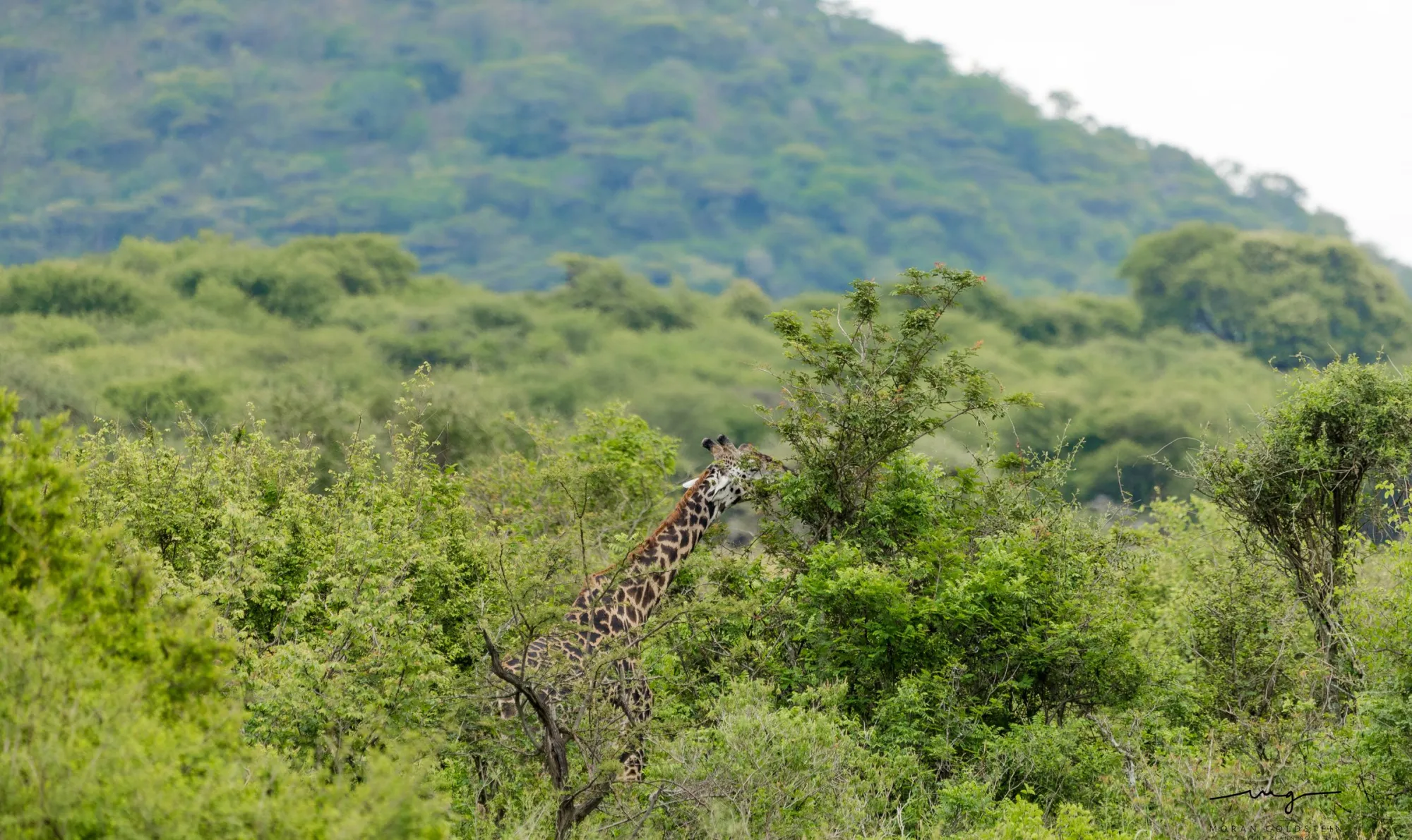 Giraffe in the bush