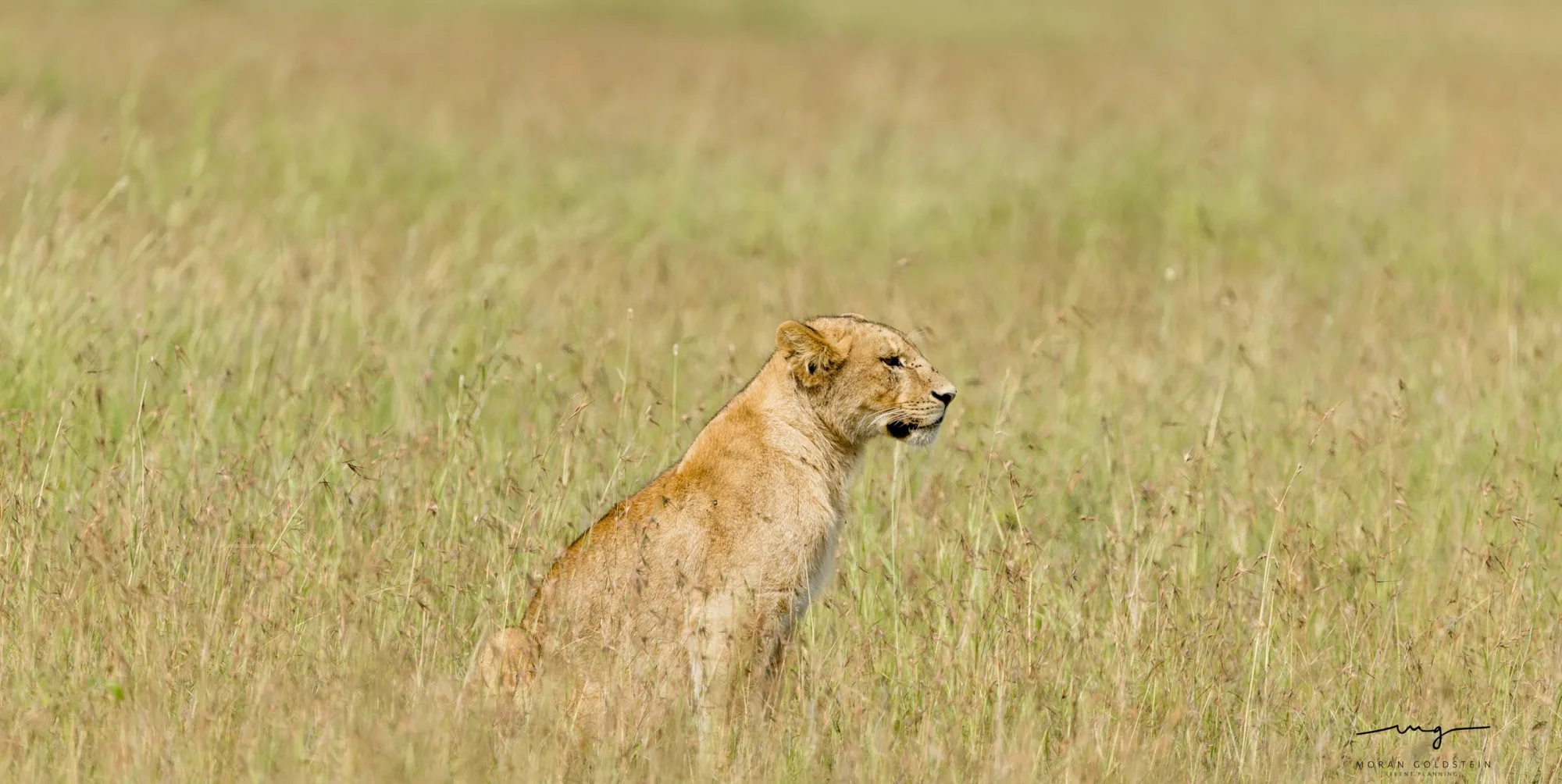Lion in the grass