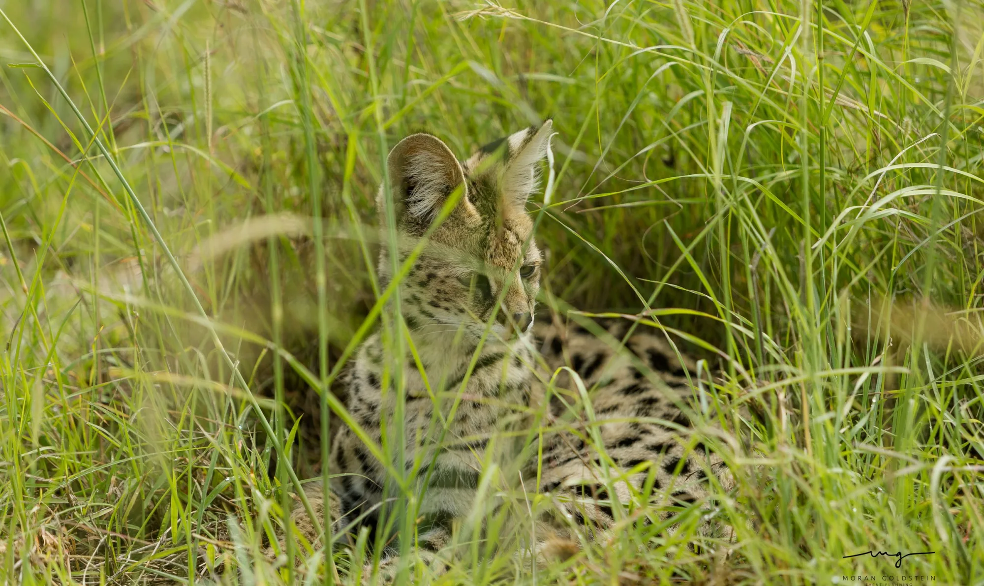 Hidden serval