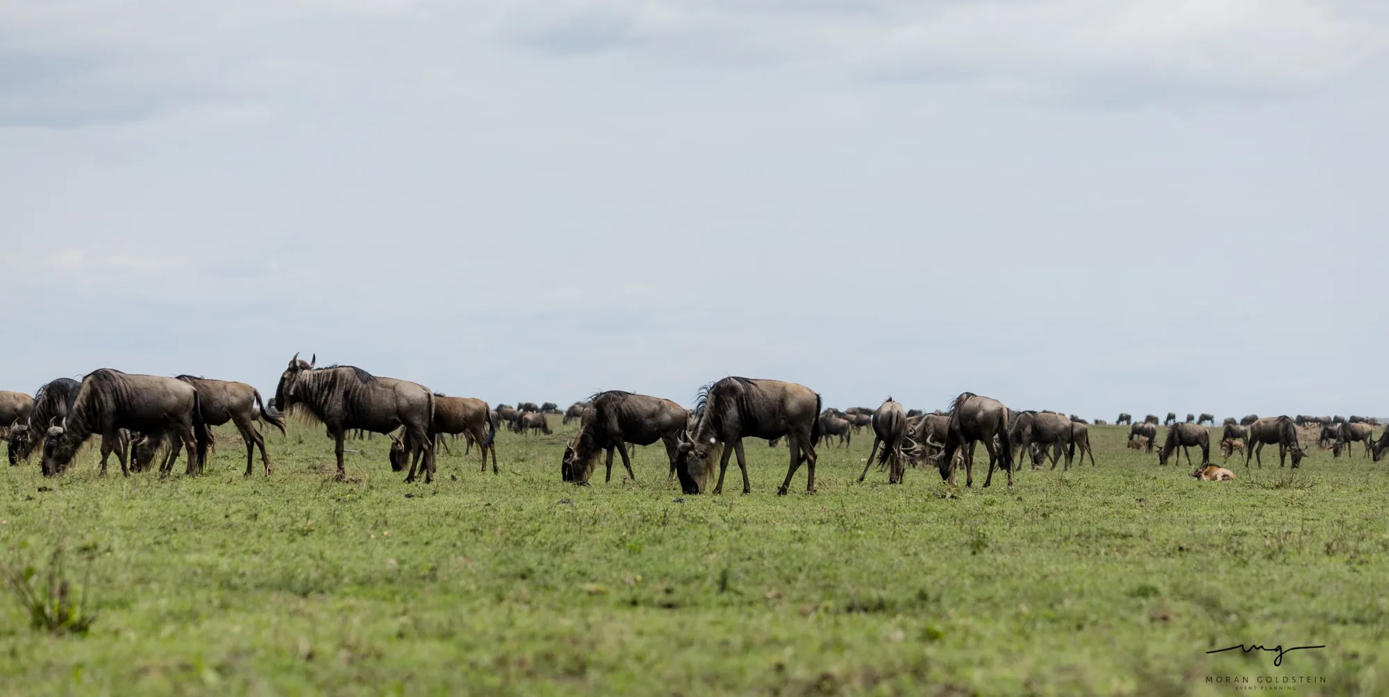 Wildebeest on the move