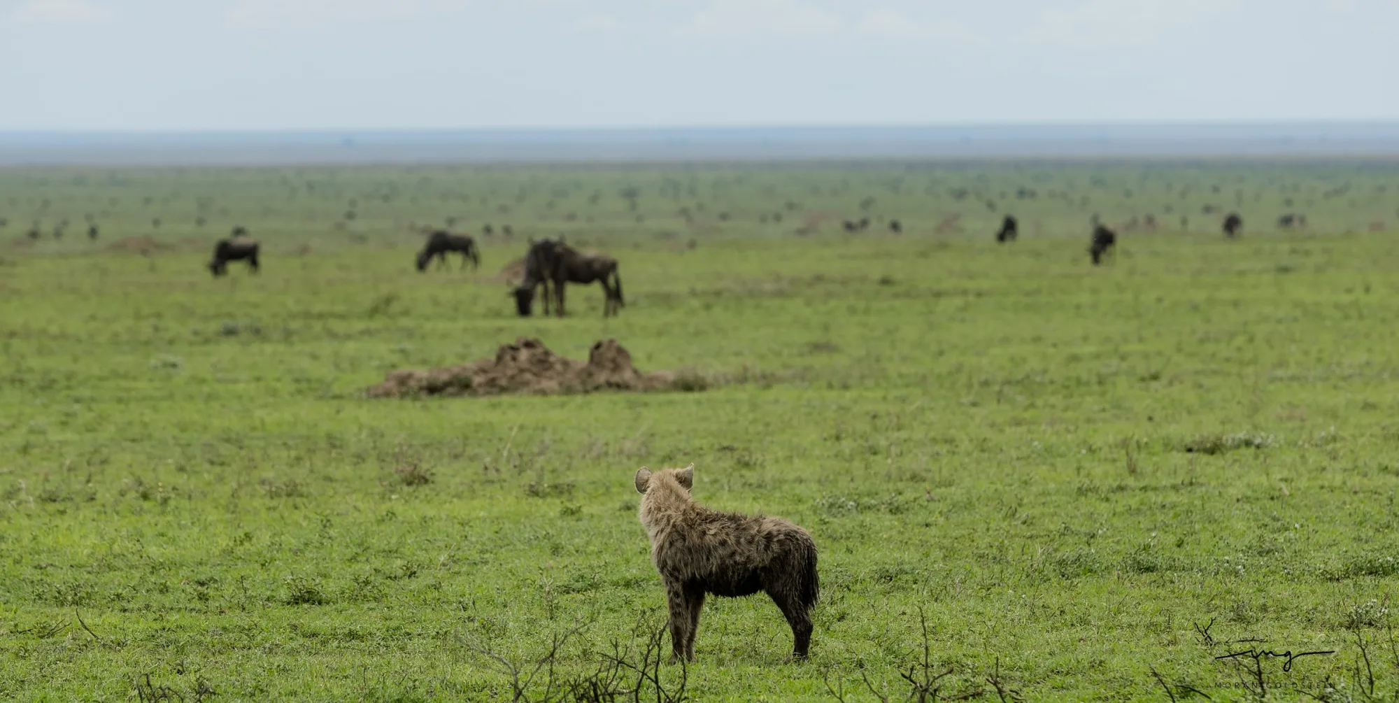 Hyena on watch