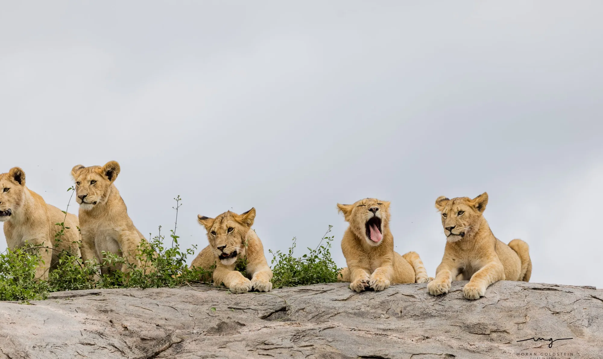 Pride on the rock