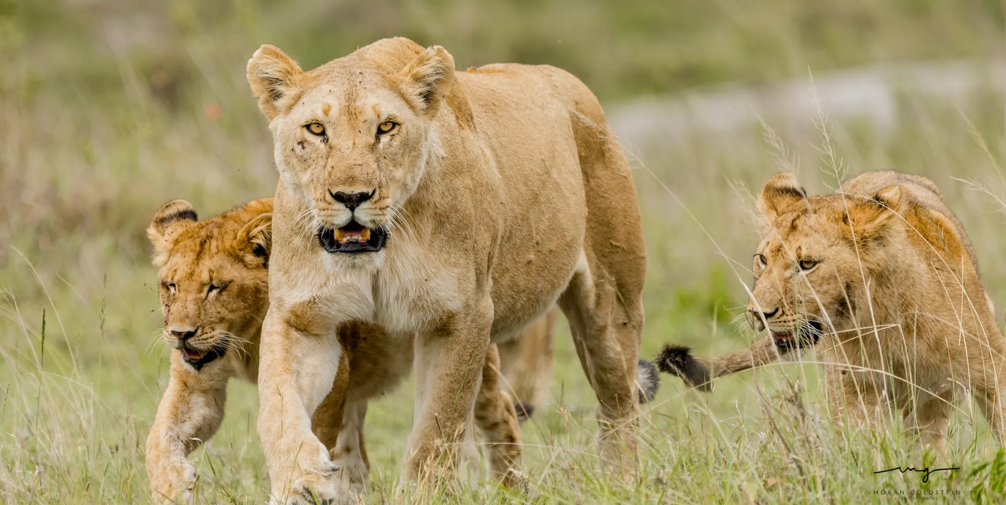 Walking with the cubs