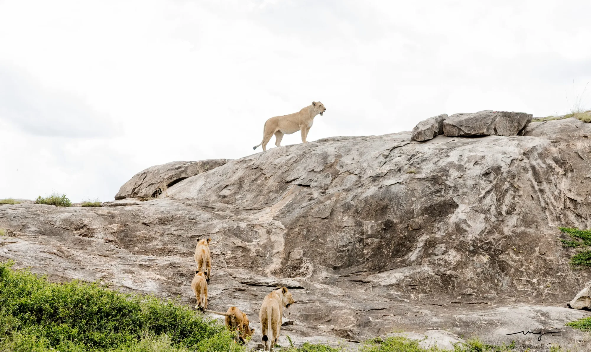 Lions on the kopje