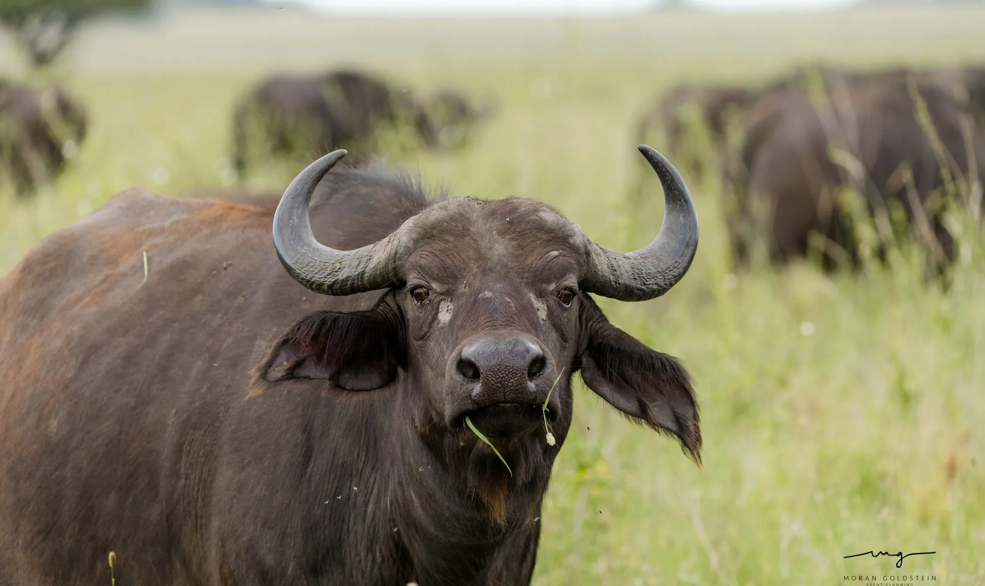 Buffalo stare