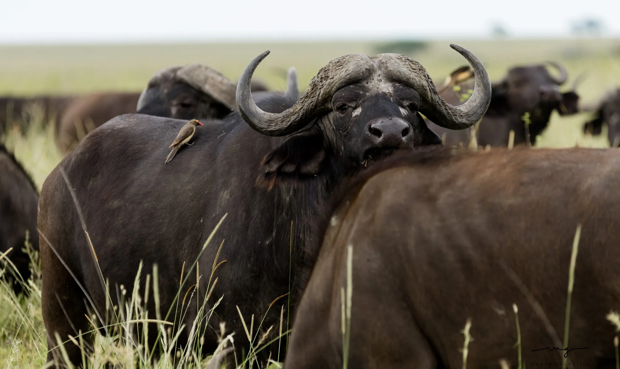 Buffalo and oxpeckers