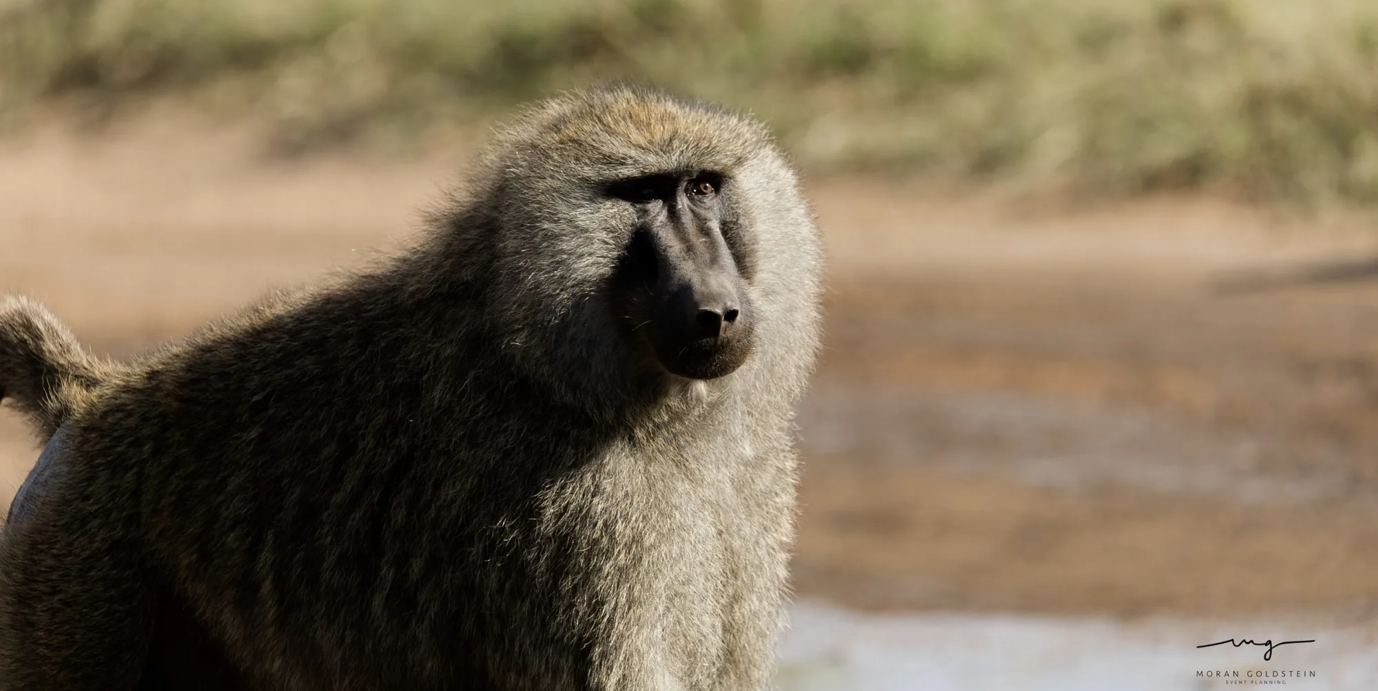 Olive baboon