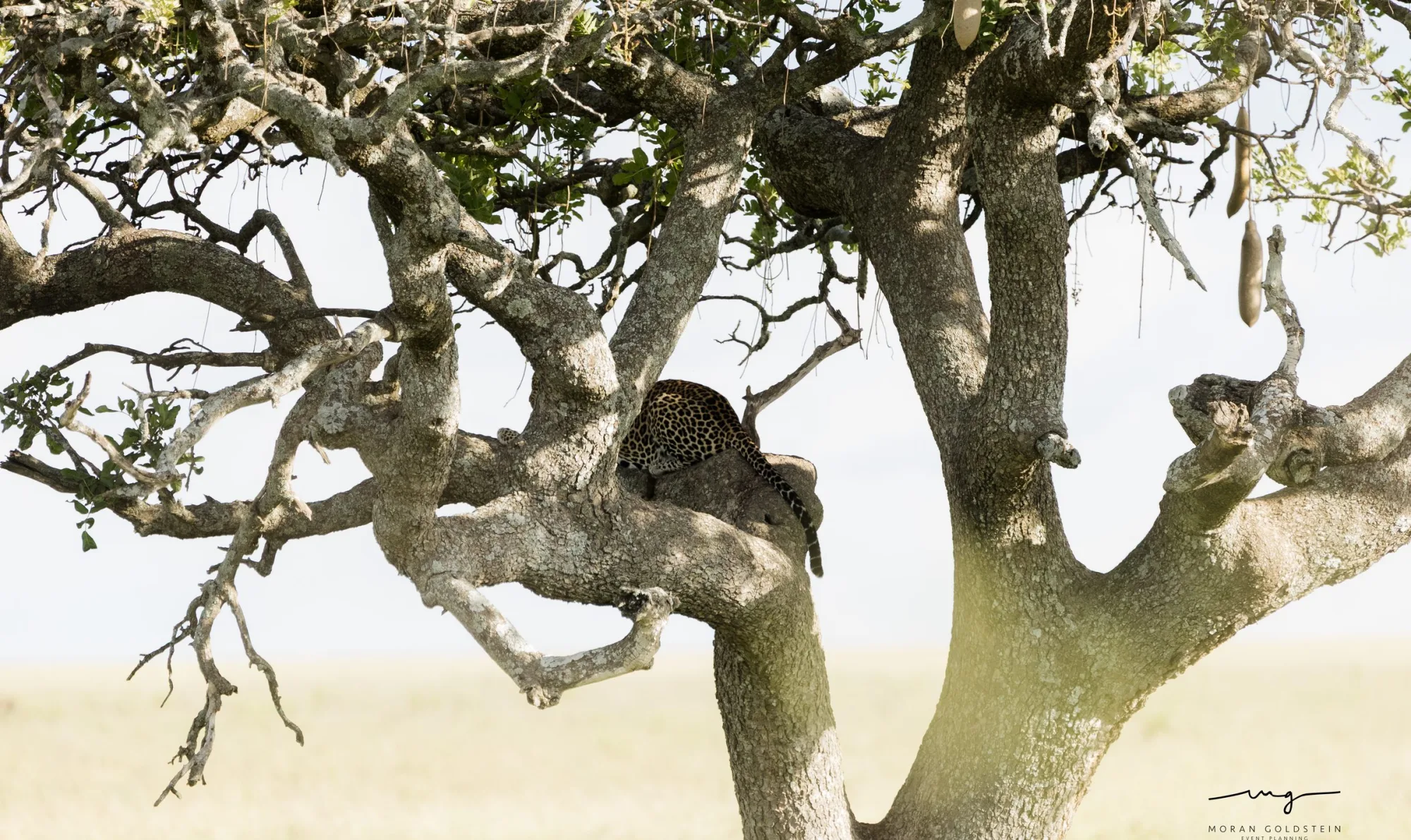 Leopard in the tree